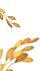 rice-leaf